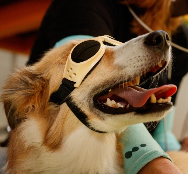Dog wearing protective laser safety goggles during a veterinary treatment.