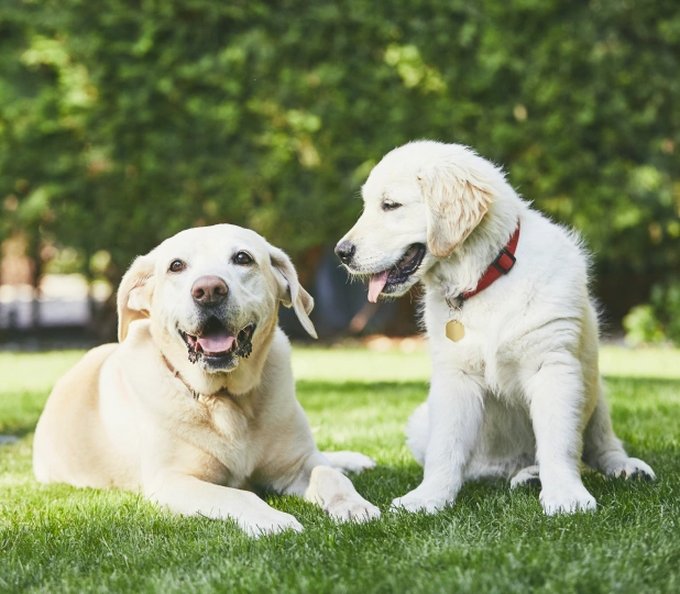 Two friendly dogs relaxing together on grass, representing a rewarding career in veterinary medicine.