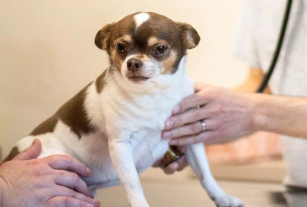 Veterinarian performing a wellness examination on a small Chihuahua dog