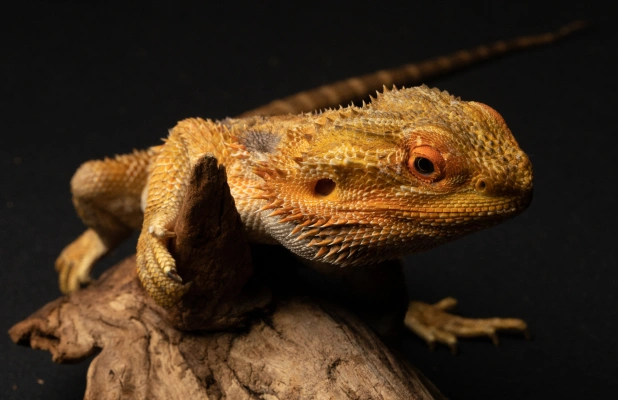Bearded dragon resting on a branch during an exotic pet veterinary health examination.