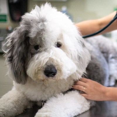 Fluffy Old English Sheepdog receiving a routine veterinary examination