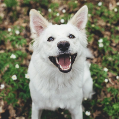 Happy white dog smiling outdoors, representing professional veterinary dental care for healthy teeth and gums.