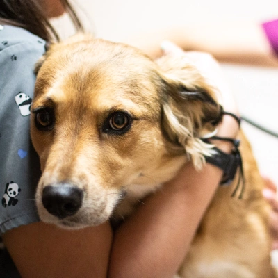 Golder color dog in a vets lap