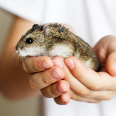 Veterinarian gently holding a small hamster during a routine exotic pet health examination.