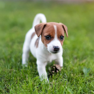 Curious Jack Russell Terrier puppy exploring grass during an early puppy wellness visit.