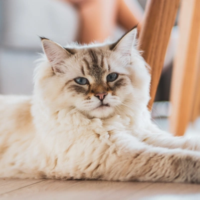Senior long-haired cat resting comfortably after a routine veterinary wellness examination.