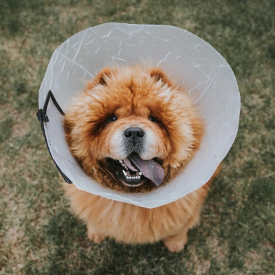 Chow Chow dog wearing a protective recovery cone following a successful veterinary surgical procedure.