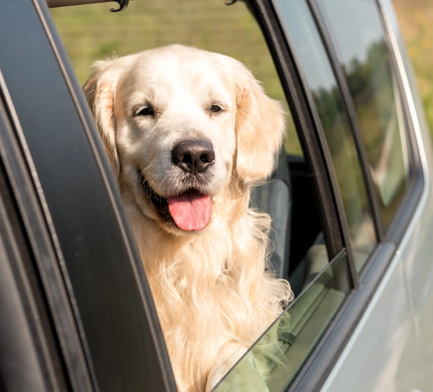 Golden Retriever looking out of a car window, ready for safe pet travel with a health certificate.