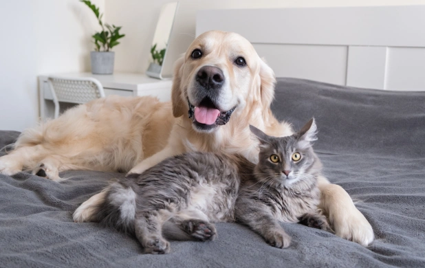 Happy Golden Retriever and gray cat resting together, representing a welcoming veterinary hospital environment.