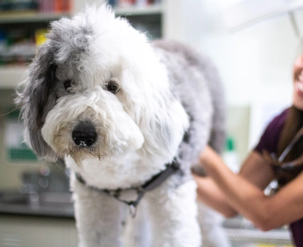 Veterinarian examining a fluffy Old English Sheepdog during a routine checkup