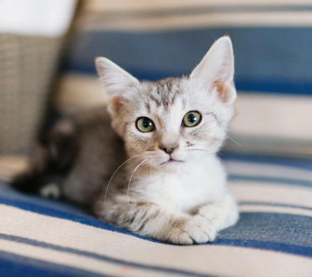 Curious gray kitten resting indoors during an early kitten wellness and preventive care visit.