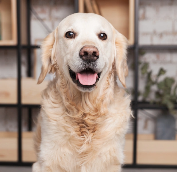 Senior Golden Retriever smiling during a routine veterinary health check.