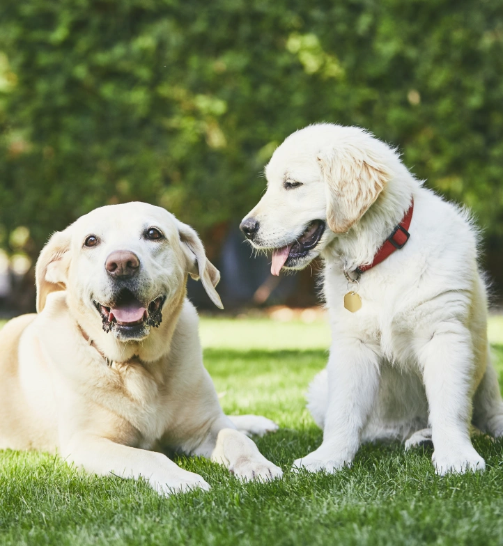 Shop Trusted Products for Your Pet Online