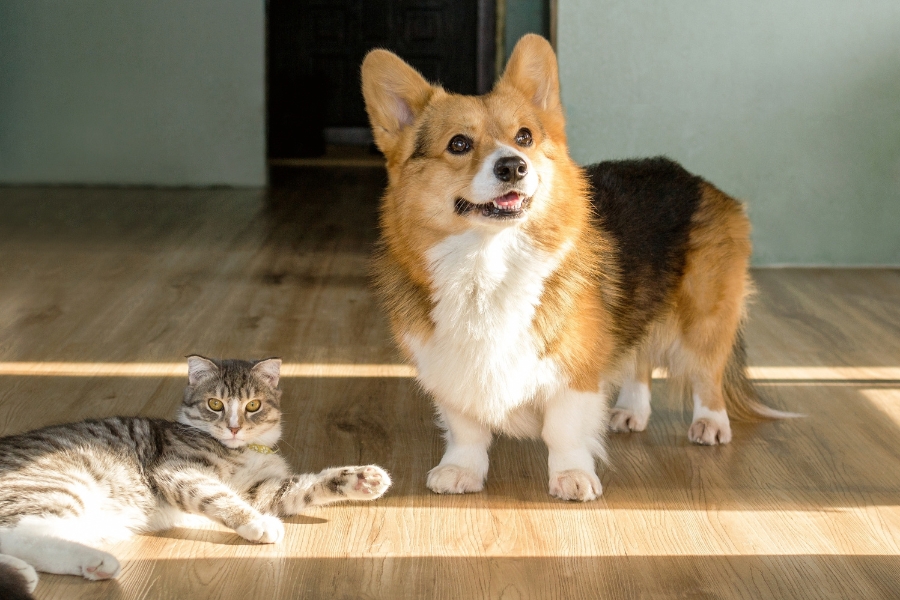 daily-habits-pet-lifelong-health