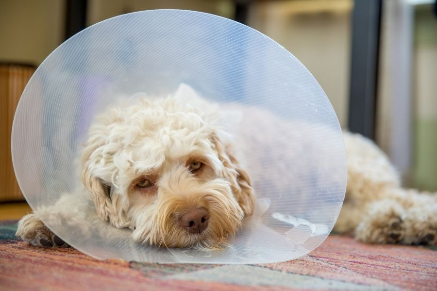 pet-surgery-what-to-expect