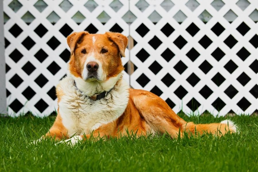 senior-pet-care-looking-beyond-signs-of-aging