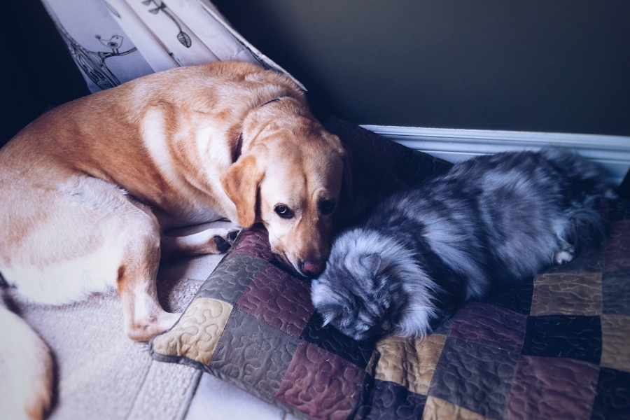 signs-pet-needs-urgent-care