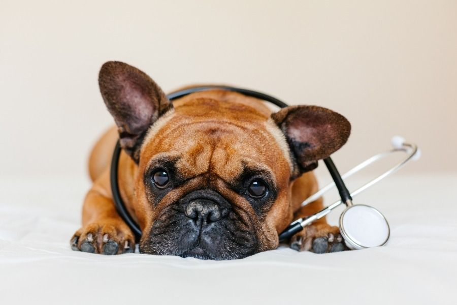 sudden-health-scare-knowing-what-your-pet-needs-next